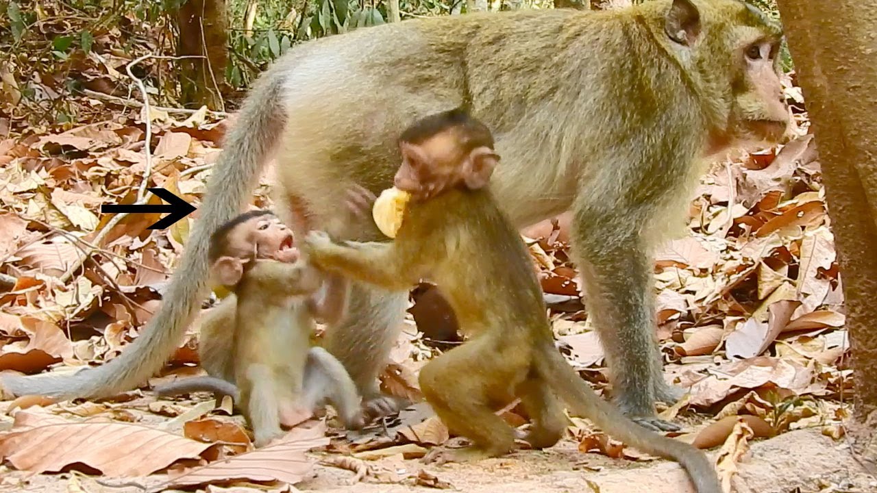 OMG! Little Baby Monkey Alba React To Tobai Fast When Tobai Try Bothering Her
