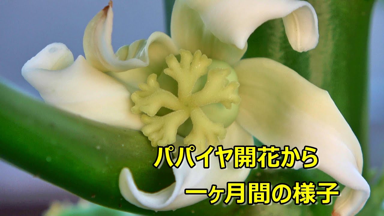 パパイヤ開花から一ヶ月間の成長の様子 愛知県 9月30日開花 Growth Of Papaya For One Month After Flowering Youtube