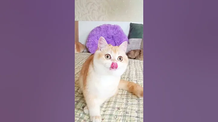 Video 8312111: british cat kitten, british golden kitten, chocolate british, lovely british