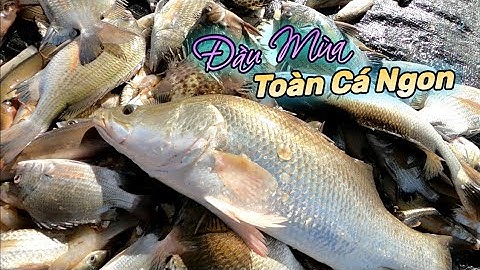 Bao Đăng đầu mùa trúng bầy Cá Tráp lớn |GĐCG #827