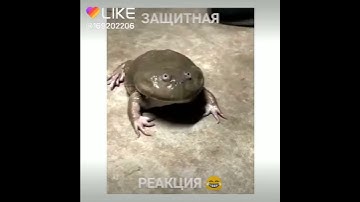 WTF is that voice ???