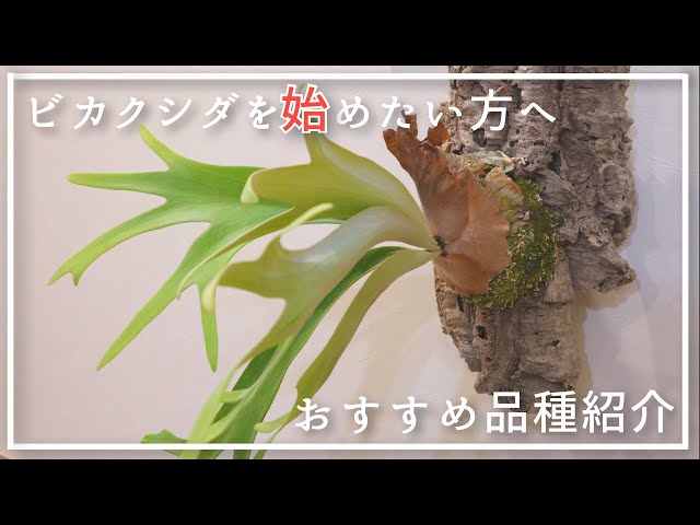 初心者でも大丈夫‼︎】ビカクシダが欲しい人に見て欲しい。育てやすい