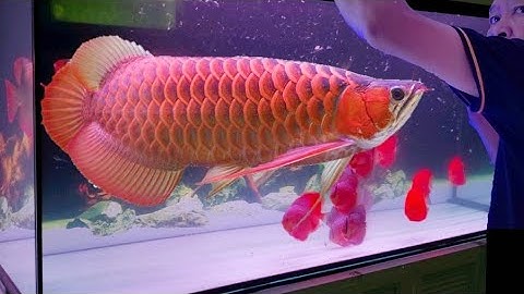 Hạ Thủy Em Cá Rồng Huyết Long Bạch Ngọc KING SHORT Cùng Đàn Cá Dĩa Full Red & Beo | Cá Dĩa Thắng Lợi