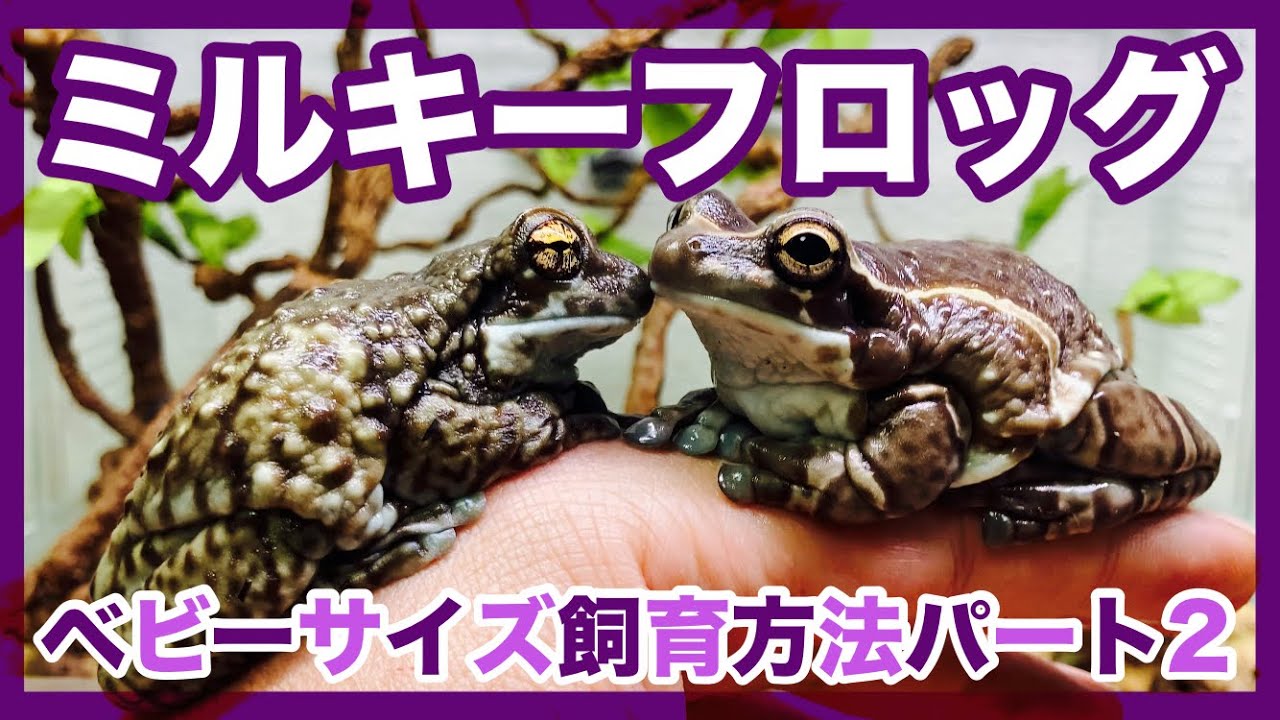 ミルキーフロッグベビーサイズ飼育方法パート2 - YouTube ミルキーフロッグベビーサイズ飼育方法パート2 - YouTube