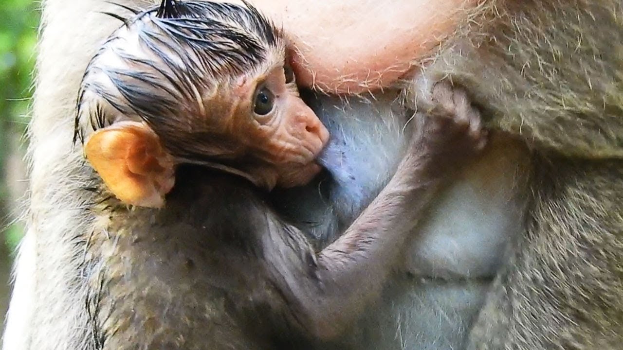 foundry Beloved Baby And Beloved Mummy, Both Are Surfer In Cool Water