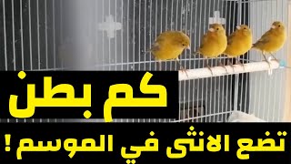 كم بطن تضع الانثى الكناري في موسم الانتاج | عدد الاعشاش في السنة