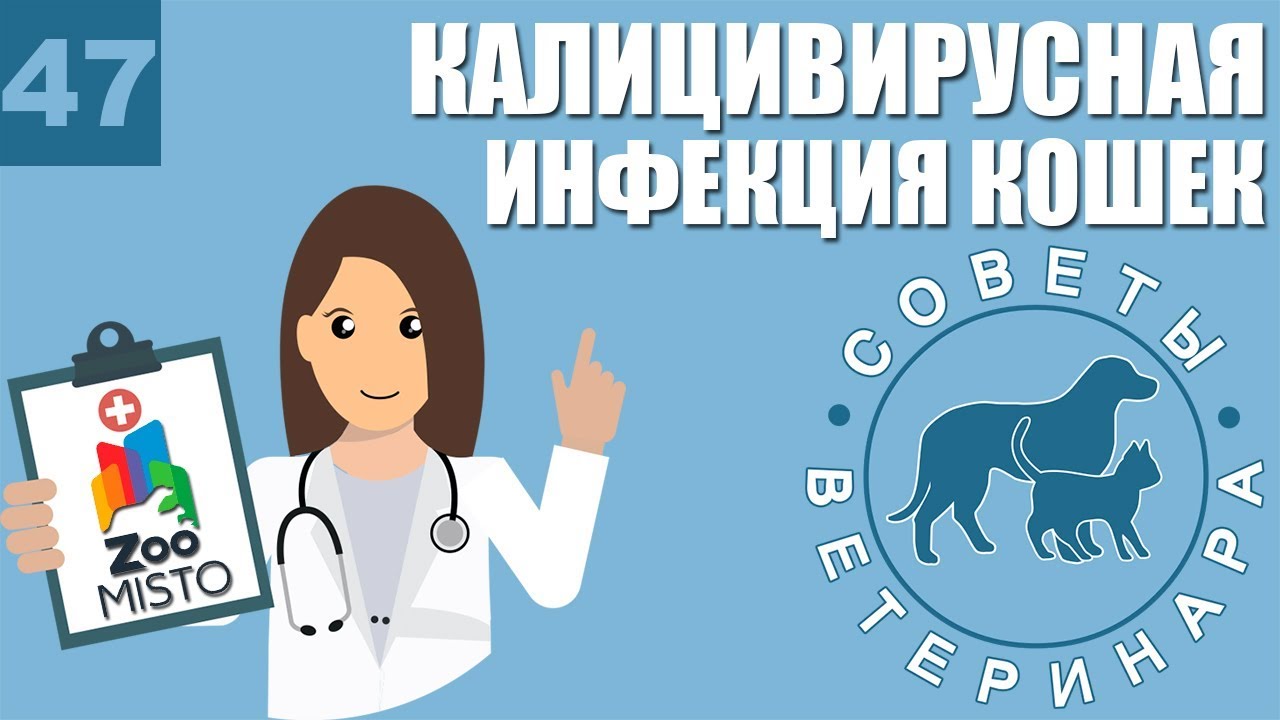 Калицивирусная инфекция у кошек | Способы передачи | Симптомы и лечение ...