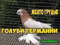 ДВУХЧУБЫЕ ЖЕЛТО ГРУДЫЕ #ГОЛУБИ ГЕРМАНИИ  / Pigeons  / doves  / dove