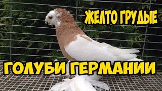 ДВУХЧУБЫЕ ЖЕЛТО ГРУДЫЕ #ГОЛУБИ ГЕРМАНИИ  / Pigeons  / doves  / dove(Двухчубые желто грудые самки . Голуби Павлова Евгения.Mönchengladbach Также интересные видео ДВУХЧУБЫЕ ЧЕРНЫЕ..., 2016-12-09T08:33:20.000Z)