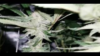 GROW UPDATE, OPINIONS ?