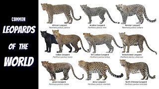 All Common Leopard Subspecies