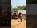 #shravanseva #cow #gaumata #trending #indiancow #youtubeshorts
