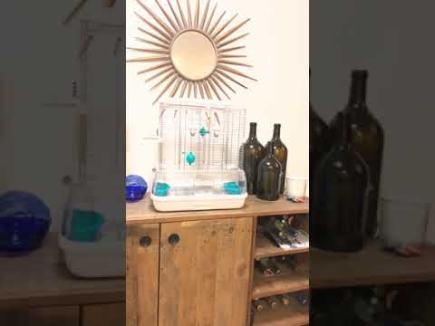 Best canary training