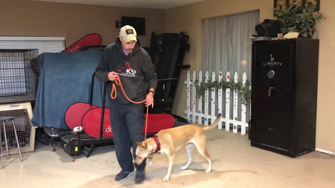 Carolina Dog 1St Intro To Head Halter Training | Las Vegas Dog Training