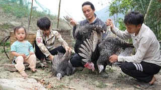 Zon went down the mountain to buy some big birds to raise as breeders, vang hoa