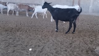 مشروع تربية الماعز لإنتاج الحليب