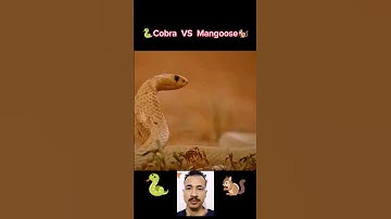 Squirrel call for the help "mangoose" 🐿️🐍 #shorts #cobra #mangoose