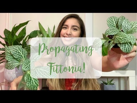 Vídeo: Com Propagar Fittonia