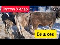 Сокулук УЙ базары || Сүттүү УЙлар баа болуп