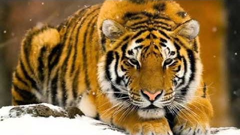 Jingle Punks - Choose Your Path