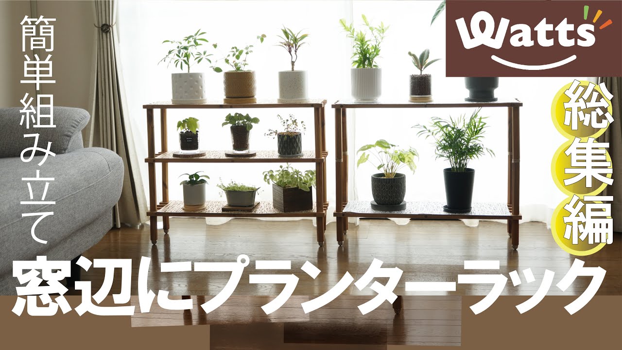 ☆多肉植物棚☆ 観葉植物も