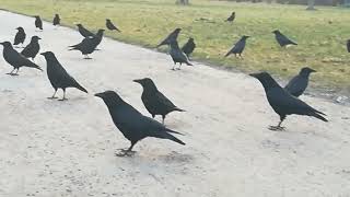 talking to excited crows 🤗❤️