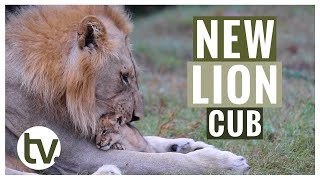 A New Lion Cub is Introduced into the Pride