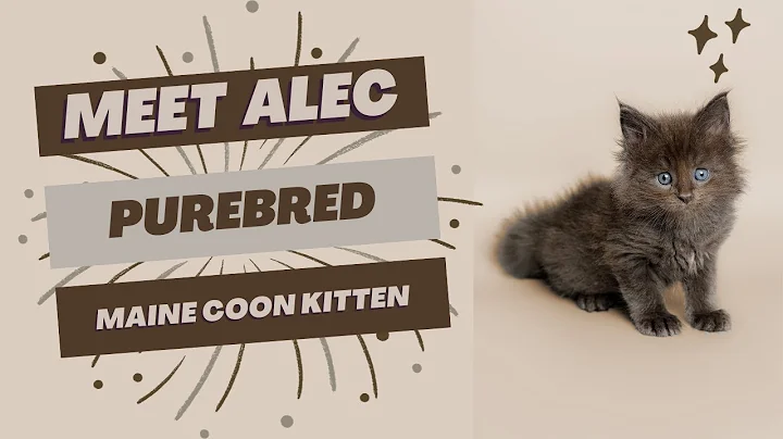 Video 3540211: purebred maine coon kitten, purebred kitties, kitten home