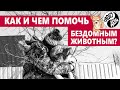 Как и чем помочь БЕЗДОМНЫМ ЖИВОТНЫМ? | Приюты, благотворительность | Собаки и кошки | «Слово и дело»