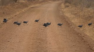 Helmeted Guineafowl passing the road