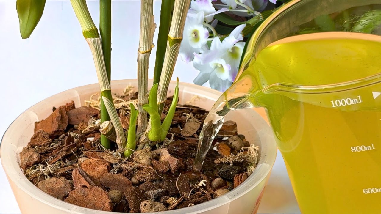 Gießen Sie es einfach in die Wurzeln der Orchidee! Orchideenwurzeln