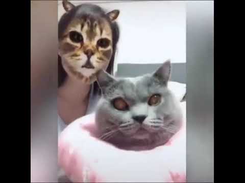 funny-cat-and-dog-vs-tiger-mask-people