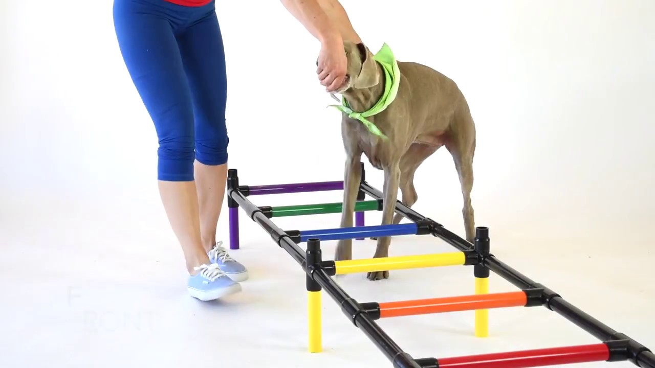 Rayuwen Dogs Agility Training Ladder Pet Play Run Obstacle