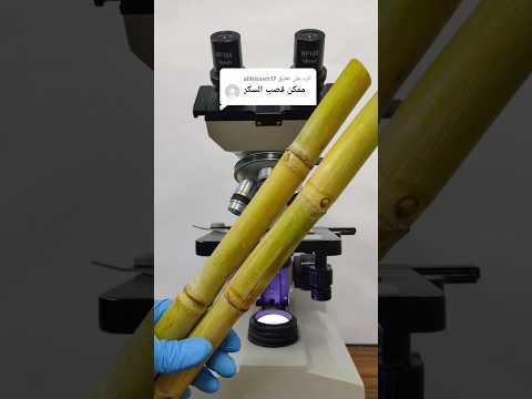 قصب السكر تحت الميكروسكوب قصب 