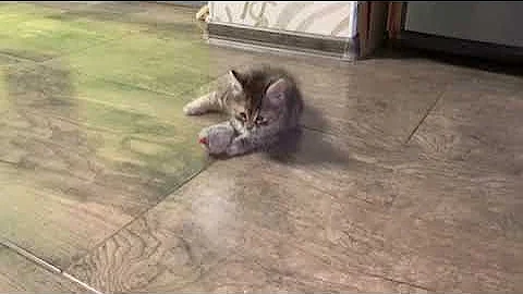 Video 3313961: bobtail kitty, bobtail kittens, semi long hair, beautiful kitty, kitten love