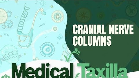 Cranial Nerve Column Mnemonic #neetpg #inicet #fmge #cranialnerves #anatomy