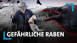 Gefährliche Raben – schützen oder abschießen?