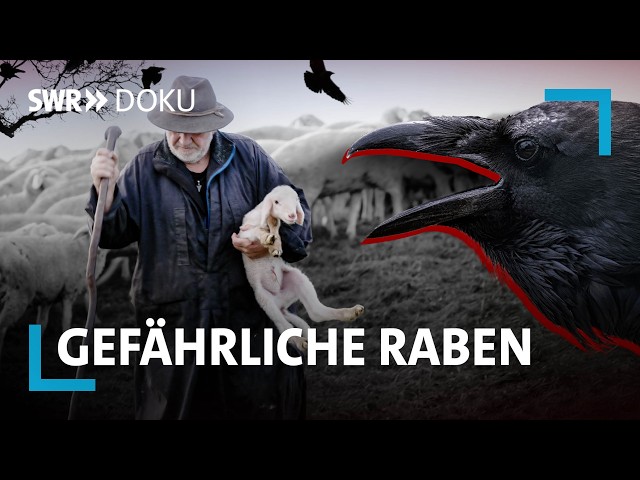 Gefährliche Raben - schützen oder abschießen?