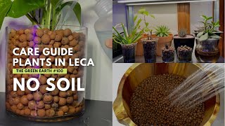 #100 Care Guide in Growing Indoor Plants in LECA | Houseplant Care