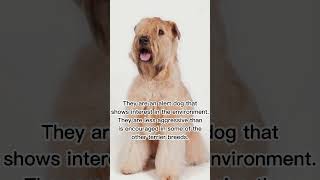 SOFT COATED WHEATEN TERRIER  #animals #dogs #shorts