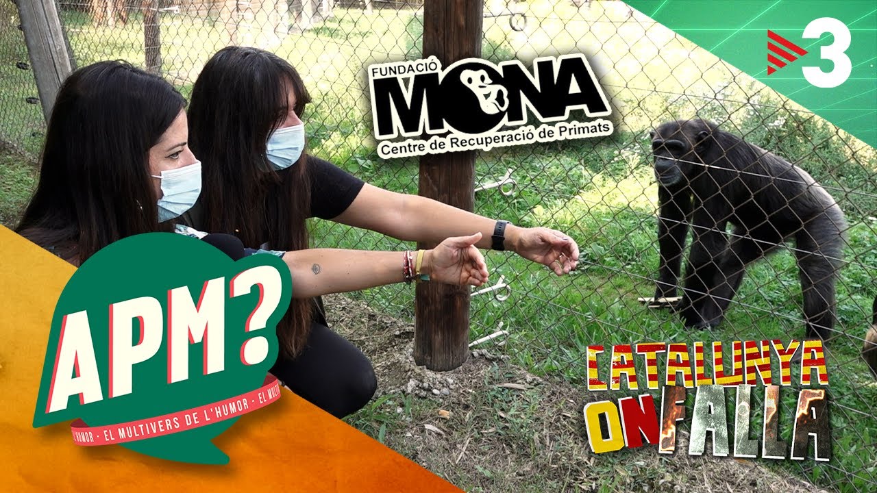 CATALUNYA ON FALLA: La Fundació MONA  🦍