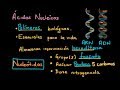 Ácidos Nucleicos: Nucleótidos y Nucleósidos