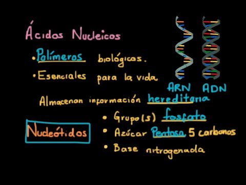 Vídeo: Diferencia Entre Nucleótidos Y Nucleósidos