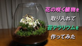 苔テラリウム 花の咲く植物を取り入れてオシャレで作り方も簡単な苔テラリウムを作ってみた Youtube