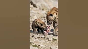 Monkey Saved The Life OF chick From Snake #ai #rescue#shorts