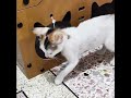 萌竉的迷思79 :初到來的小萌竉  #funny #搞笑 #幽默 #cat #人生 #喵喵 #喵星人 #cute#反應#迷思 #搞笑 #幽默#小奶猫#護食#監控