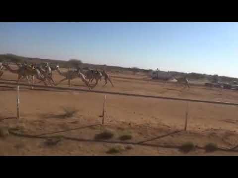 شوط البيرق للقعدان 5كلم متاريس ل قاسم أبوالقاسم 14 11 2020ميدان الشيخ زايد بالخرطوم