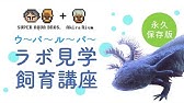 ウーパールーパー １２ 夏バテでグッタリしたウーパールーパーを救いたい Axolotl Youtube