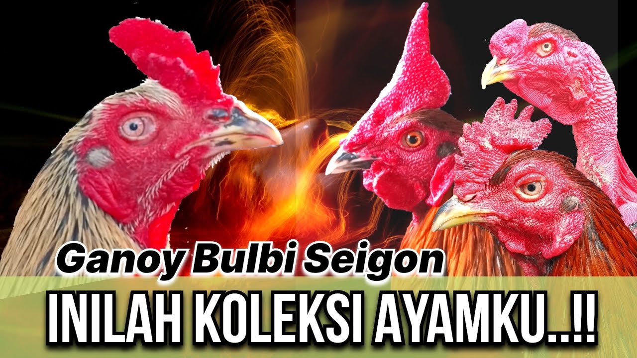INILAH KOLEKSI AYAMKU DIKANDANG PASAR