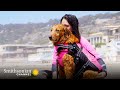 view This Surfing Therapy Dog Helps People Struggling with PTSD 🏄 Smithsonian Channel digital asset number 1